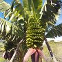 TENERIFFA - BANANEN ANBAU