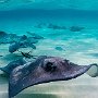 GRAND CAYMAN