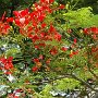 NATUR
