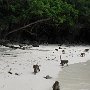 MONKEY ISLAND (GEFÄHRLICH !)